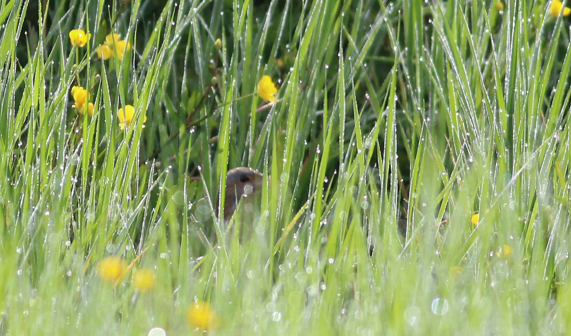 Corn Crake